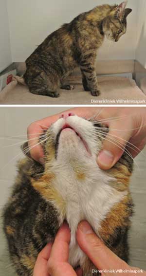 Afwijkingen die gevonden worden bij een senioren kat